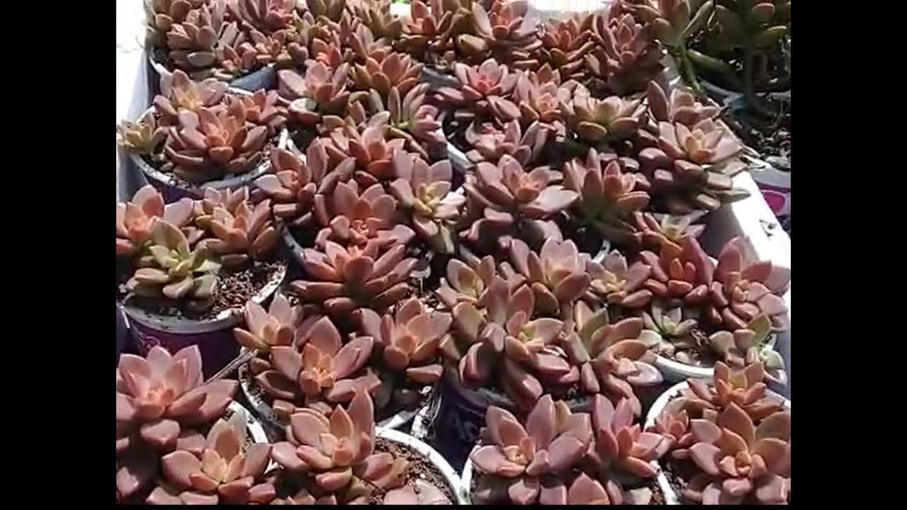 Decapitando sem frescura (Sedum Bronze)