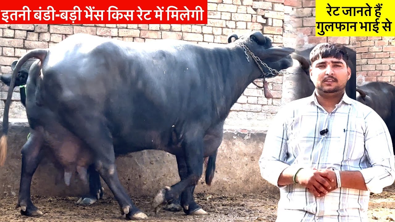 हाथी के बच्चे जैसी बड़ी-बड़ी भैंस किस रेट में मिलेगी. जानते हैं गुलफान भाई से #buffalo 