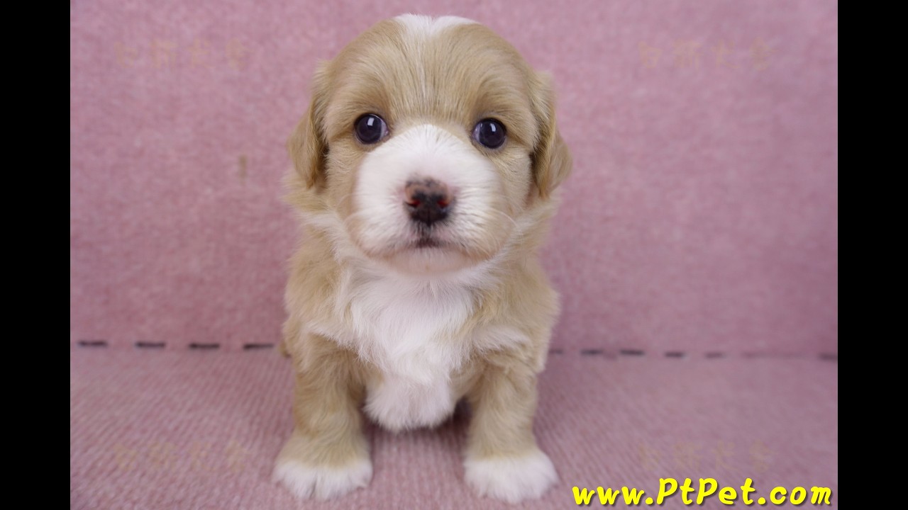 01/30 馬爾泰迪 Maltipoo -公幼犬1號-日新犬舍