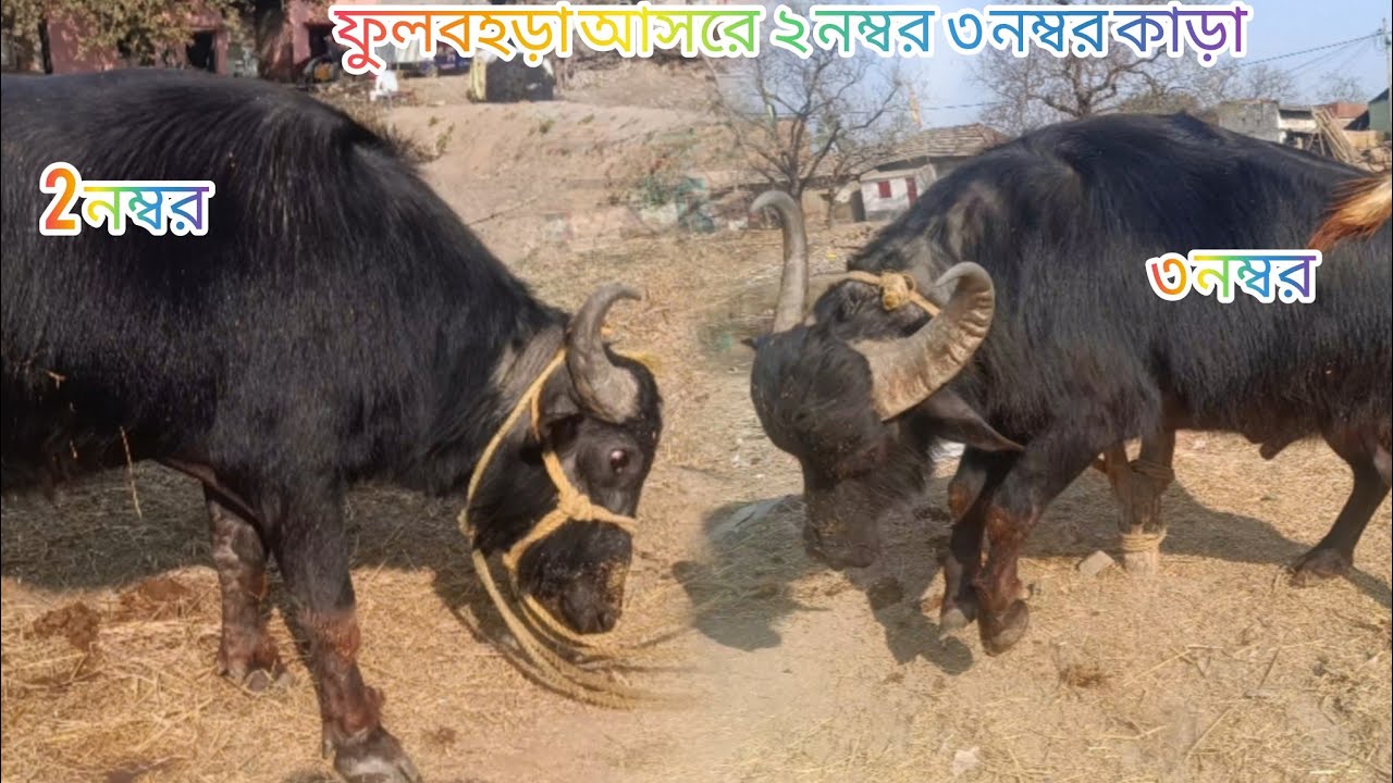 ফুলবহড়া আসরে ২নম্বর ৩ নম্বর কাড়া ১৪ ফাল্গুন 
