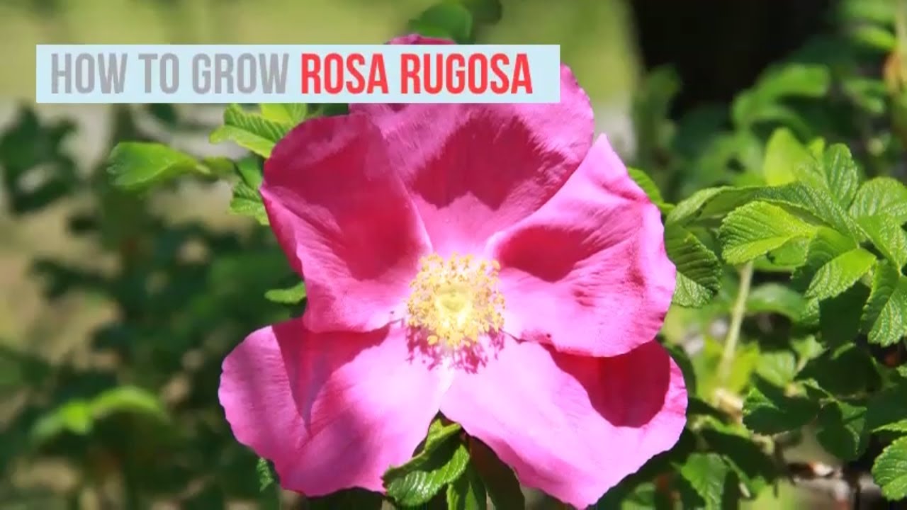 Rosa rugosa Growing Guide (Rugosa Rose, ) by GardenersHQ