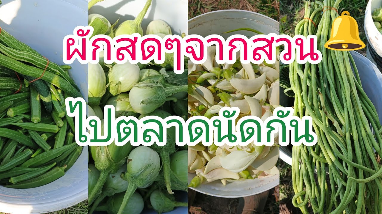 เก็บผักไปตลาดด้วยกันจ้า