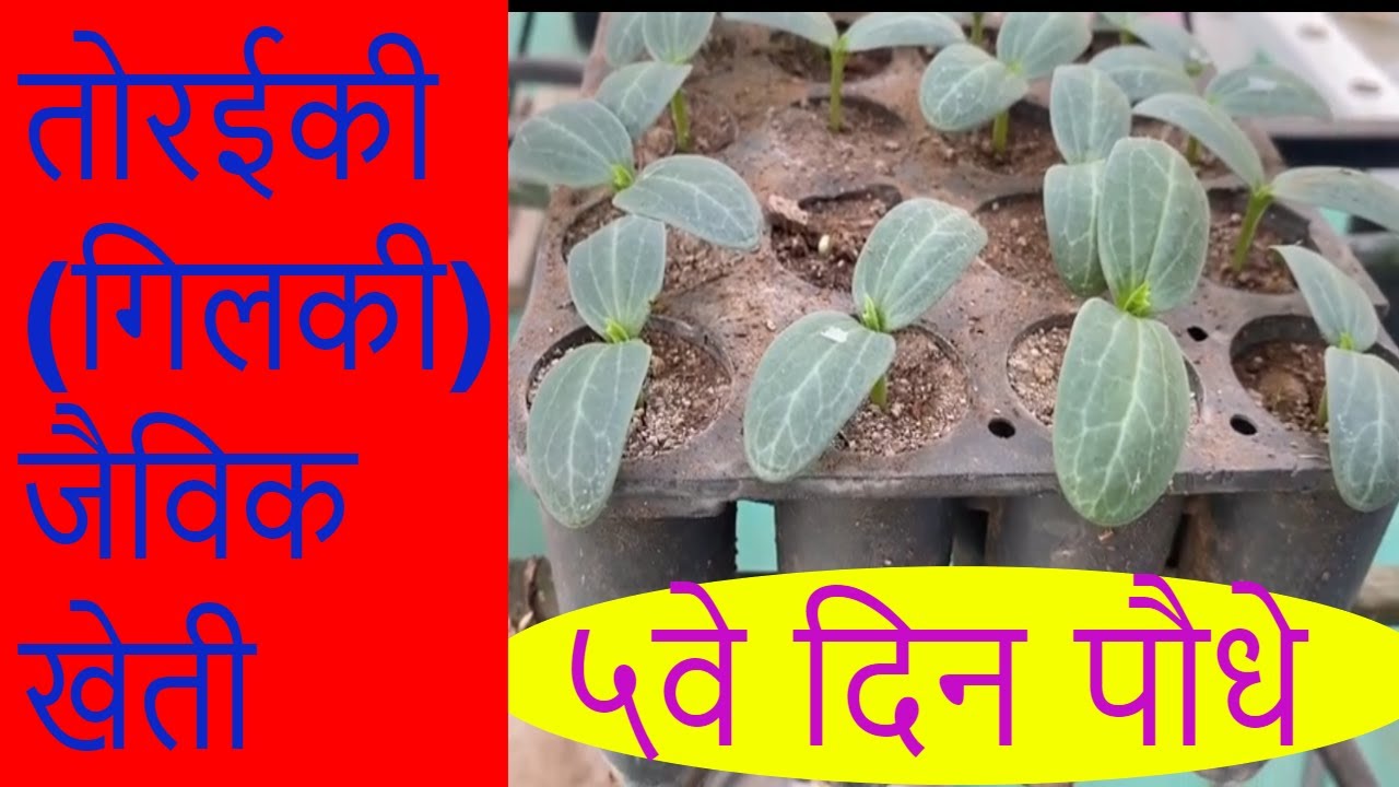 आर्गेनिक गिलकी कैसे उगाये? //  तोरइकी जैविक खेती // बीज पूर्व अंकुरण, नर्सरी और पौध का प्रत्यारोपण