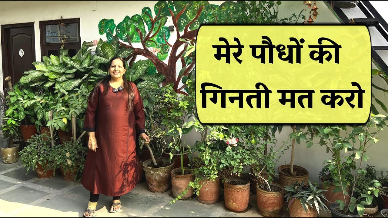 मेरे पौधों की गिनती मत करो | मेरा Garden Birds और Fruit-Eating पक्षियों के लिए है, दिल बड़ा है