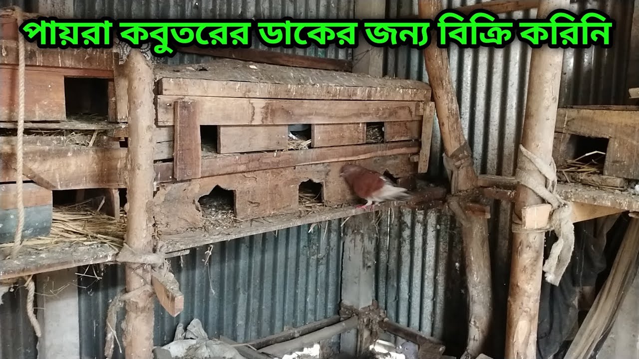কবুতরের ডাকের জন্য পায়রা বিক্রি করিনি