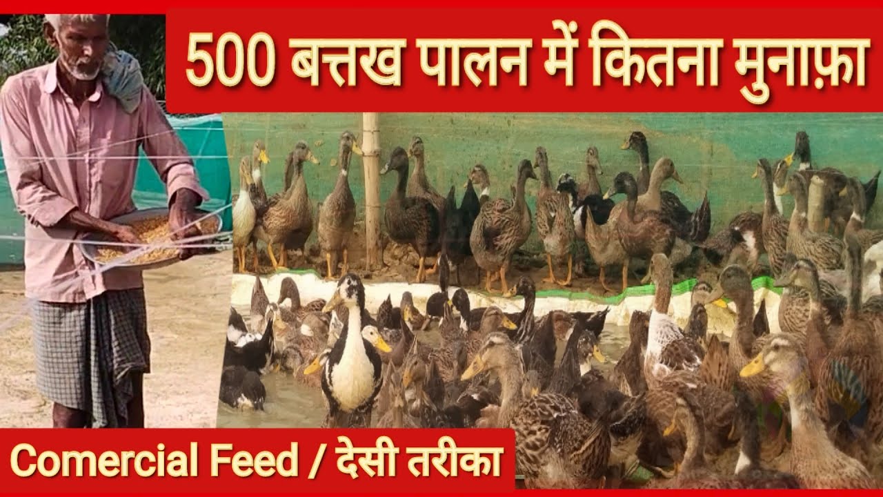 Duck Farming | 500 बत्तखों से कितनी कमाई ? | बत्तख पालन का पूरा खर्चा और मुनाफ़ा | Battakh Palan
