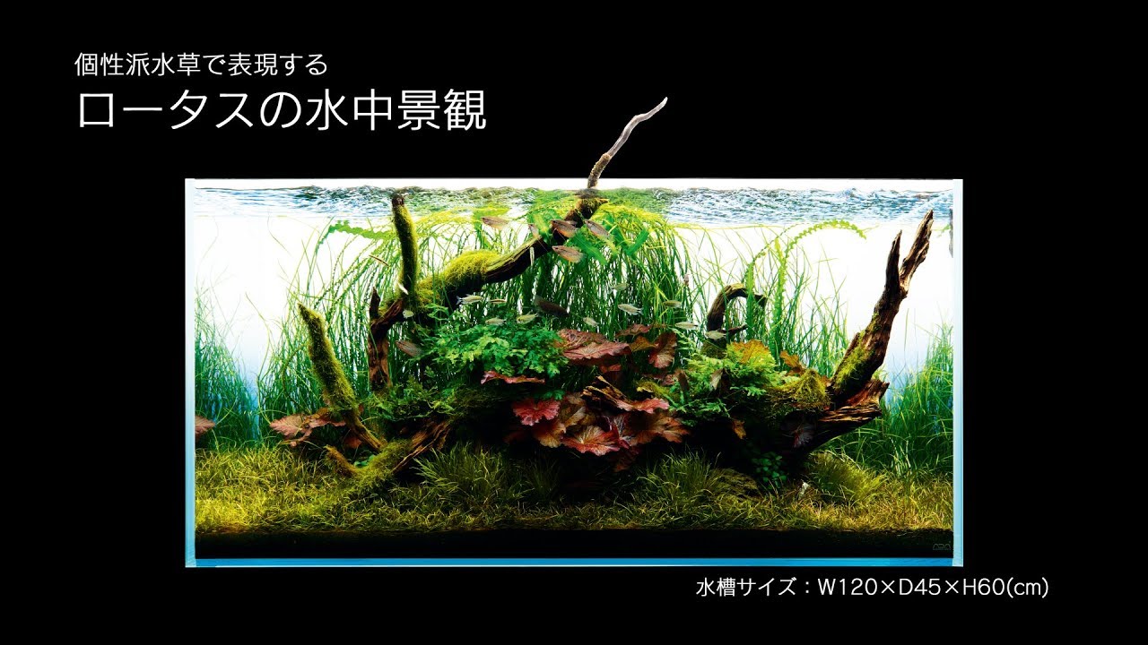 [ADAview] 個性派水草で表現する ロータスの水中景観