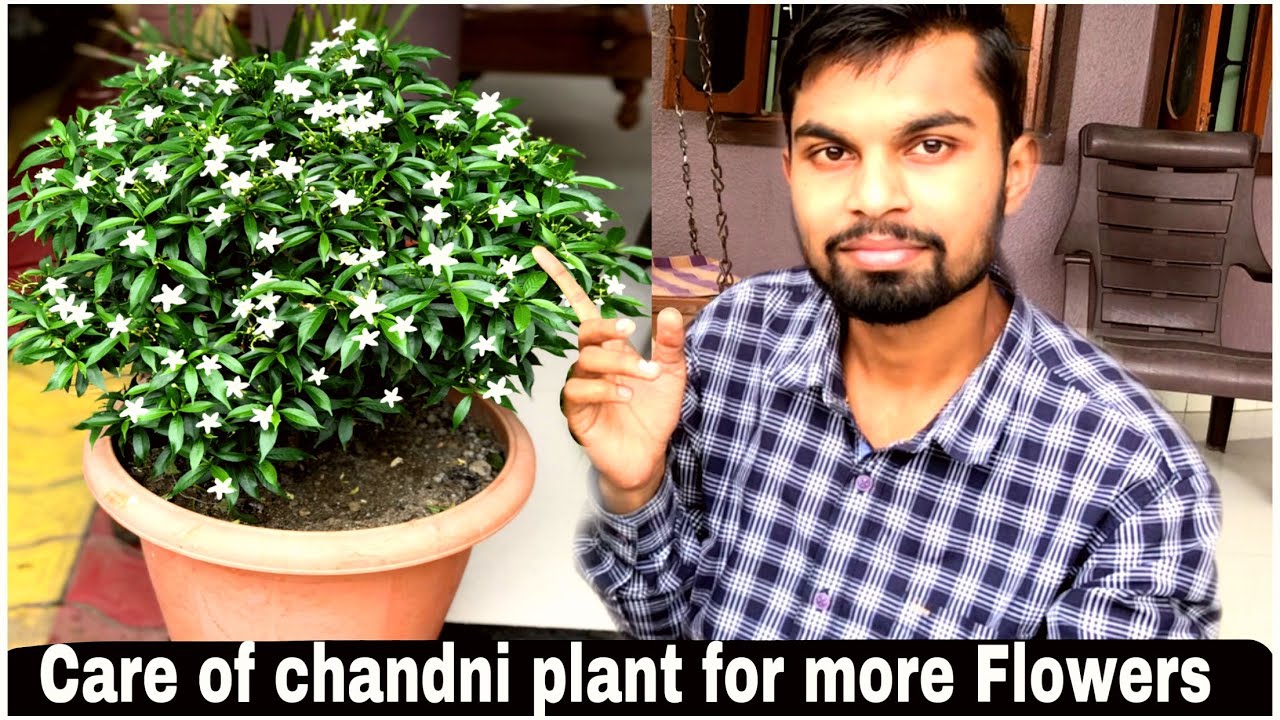 Mini Chandni Plant Care For More Flowers | मिनी चाँदनी के पौधे  में ज़्यादा फ़ुल कैसे लाये |