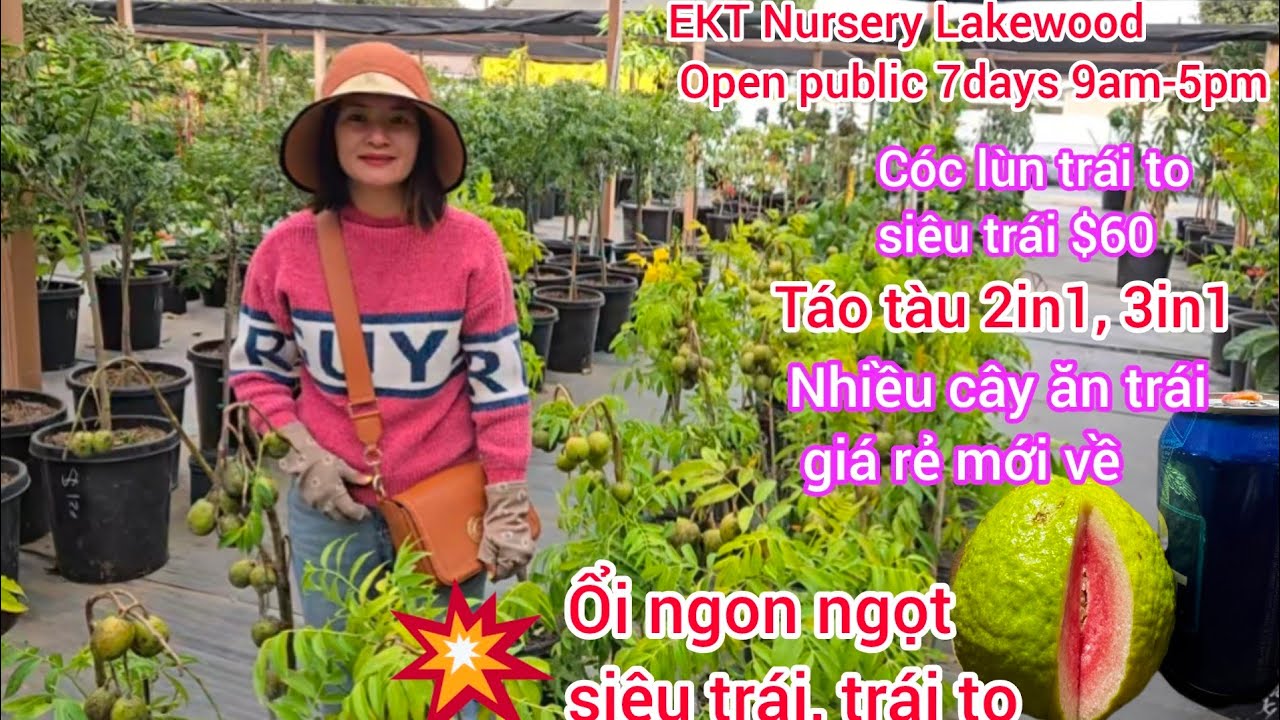 New arrival tropical fruits tree in EKT Nusery, jujube 2in1, 3in1 collection coming ♥️ good price
