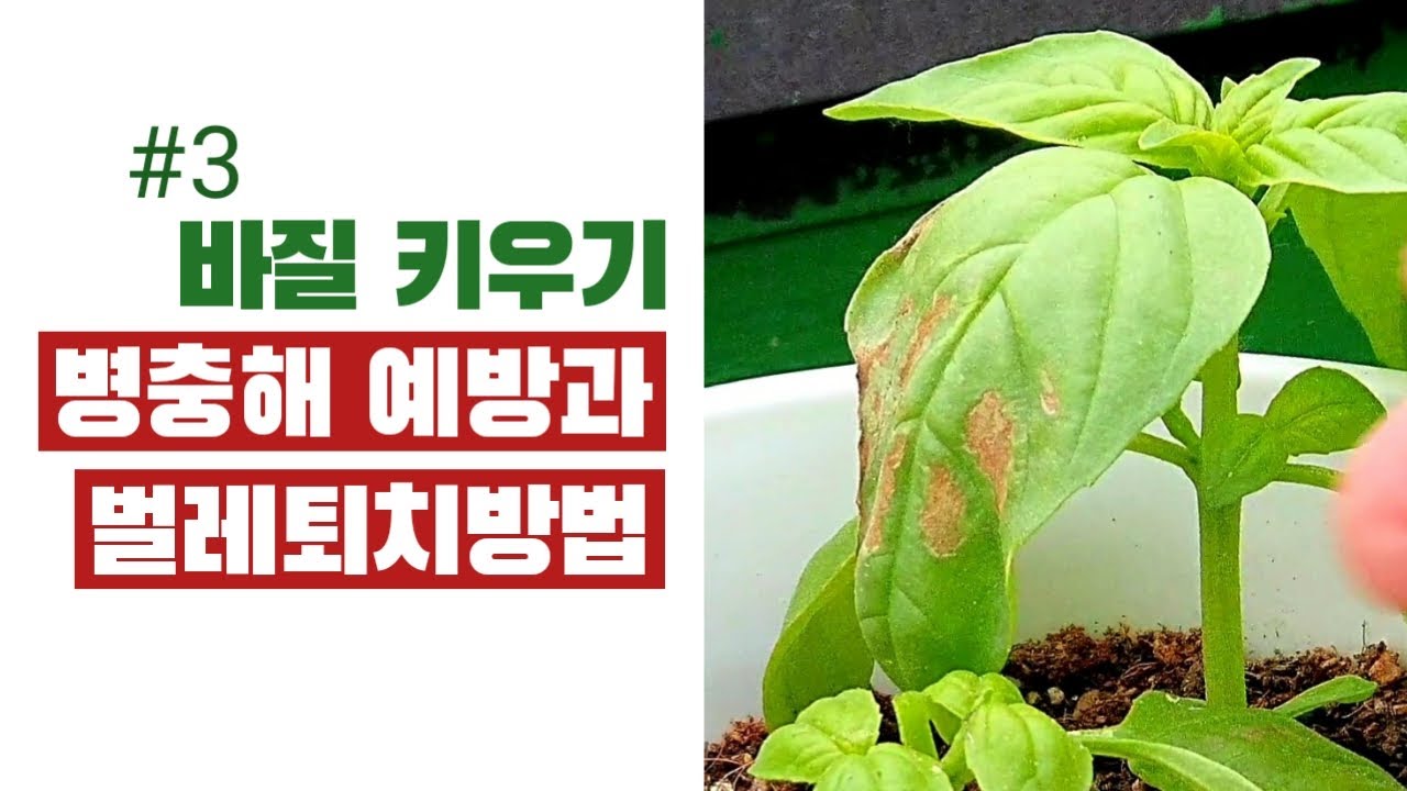 [바질키우기 3탄] 바질키우기, 병충해 예방 및 벌레 퇴치 방법