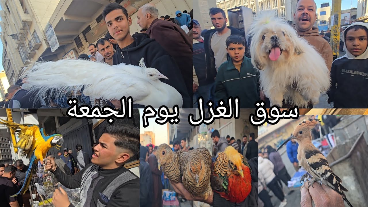 سوق الغزل يوم الجمعة انواع الحيوانات والطيور إلى المتابعين ادعمونا  القناة الرسمية نحظرت 2026/3/6