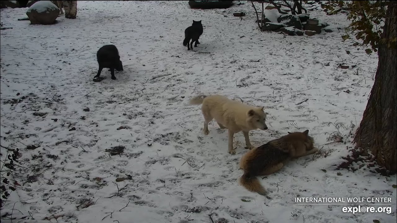 Grayson Concerned About Reika