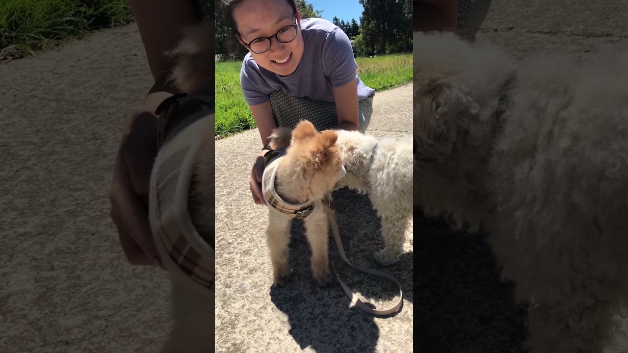 My dogs video