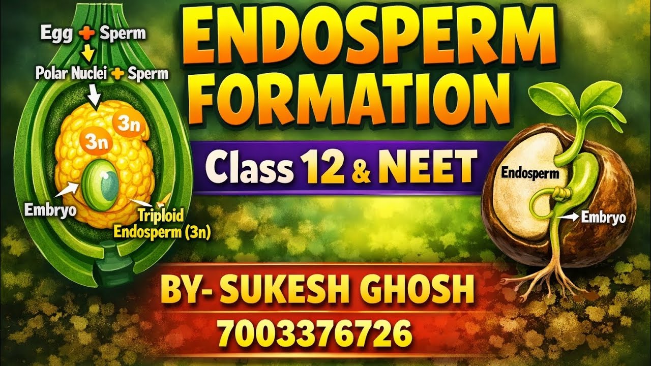 Endosperm formation. Class 12 & NEET biology.   Sexual reproduction in flowering plant 