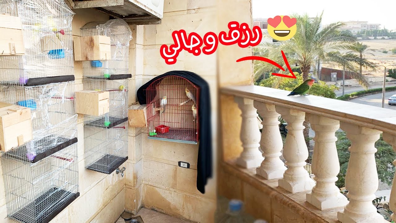 دخلت مزرعة عصافيري علشان اصور العشوش لقيت ببغاء من الشارع بيحاول يدخل لعصافيري😍(رزق و جالي)
