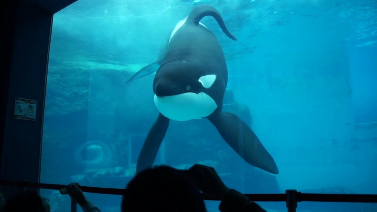 シャチの大ジャンプ（水中から観賞）　名古屋港水族館　ビンゴ　ステラ　ラン