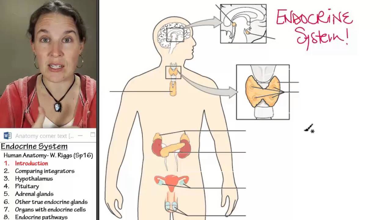 Endocrine 1- Introduction