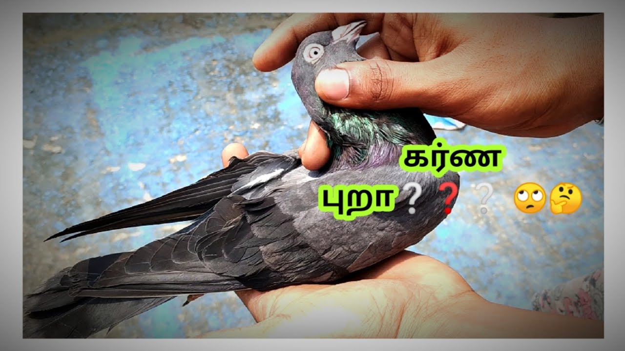 HOW TO FIND THE ROLLER PIGEONS | கர்ண புறா
