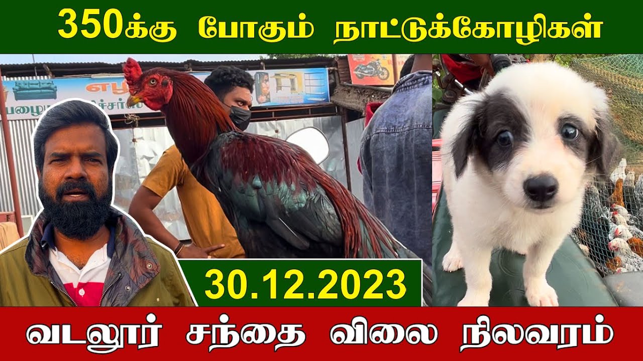 30.12.2023 | 350க்கு போகும் நாட்டுக்கோழிகள் | வடலூர் சந்தை விலை நிலவரம் | TAMIL | KEERTHI VLOG