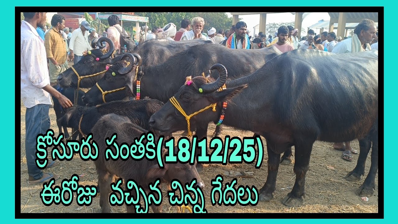 క్రోసూరు సంతకి  ఈరోజు  వచ్చిన చిన్న గేదలు