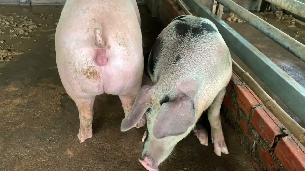 Very Good Pig Farming For Beginner #pigs