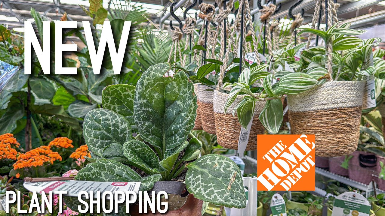 Новые проверенные комнатные растения! Покупка растений в Home Depot!