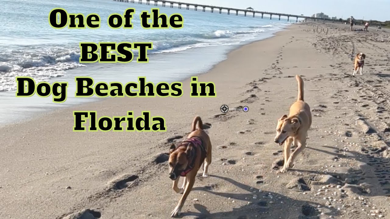 One of Floridas BEST Dog Friendly Beaches Jupiter Beach