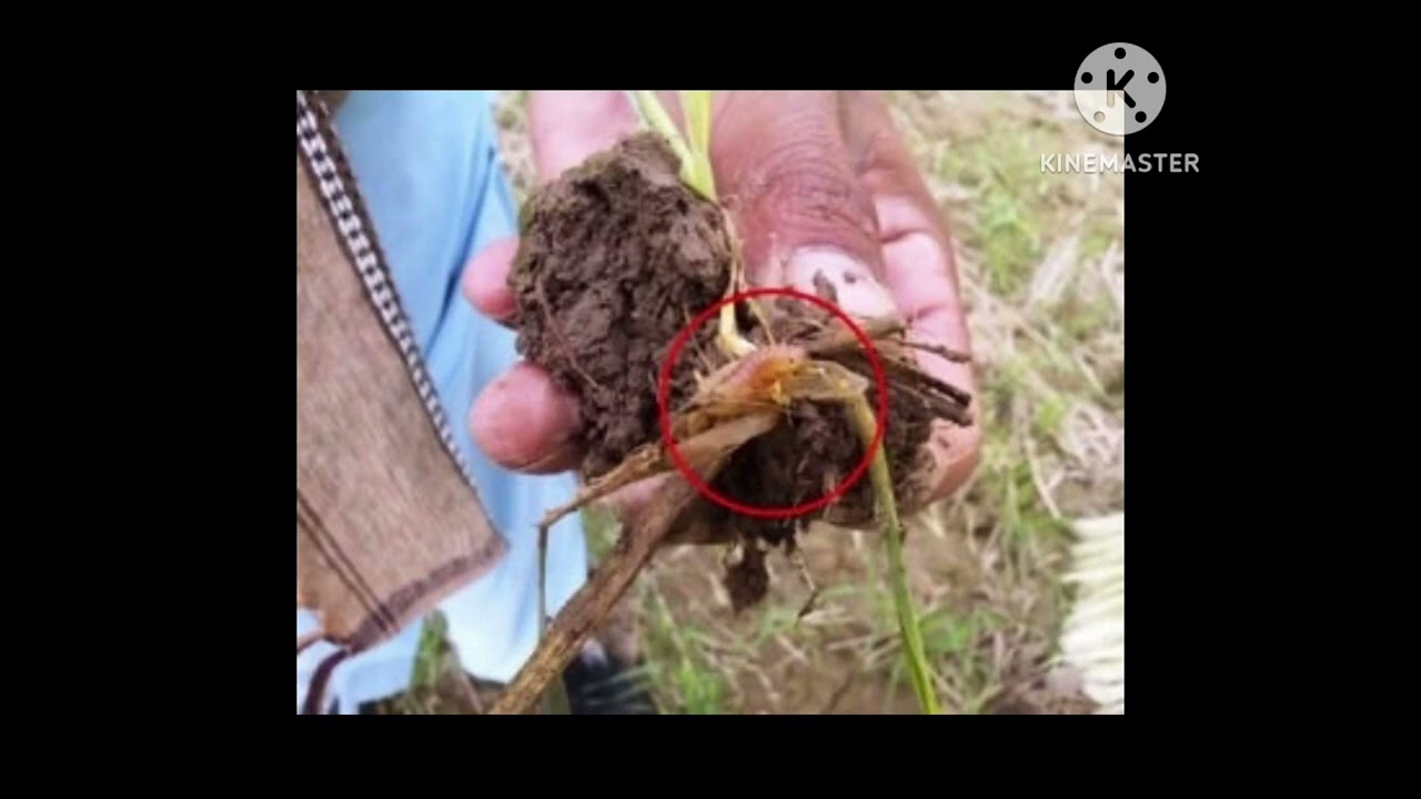 Symptom and control of pink stem borer in wheat||gehu me gulabi tana chhedak ke lakshan ar niyantran