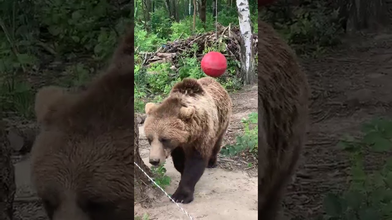 А вы любите кашку?🥣Прямая трансляция инстаграм @mansurbear 31.07.19