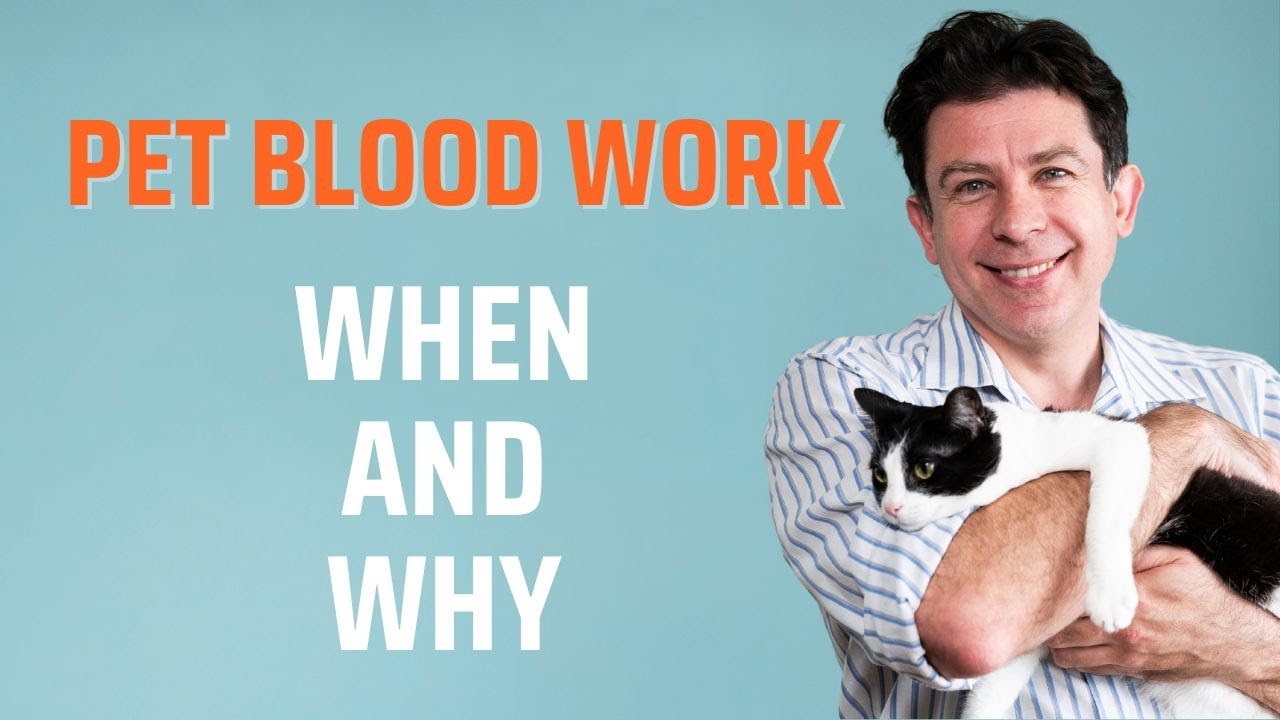Why & When Should I Do Blood Work for My Pet?