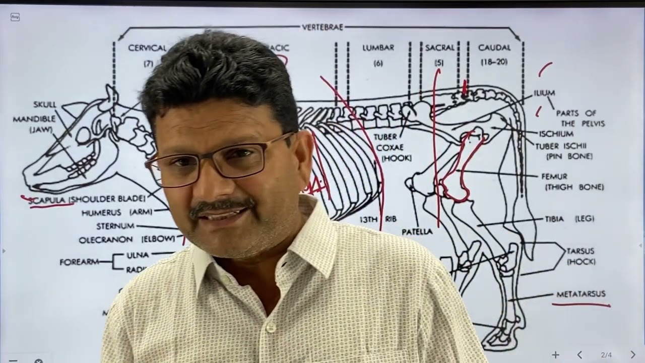 Skeleton of cattle & buffalo l dr umar khan
