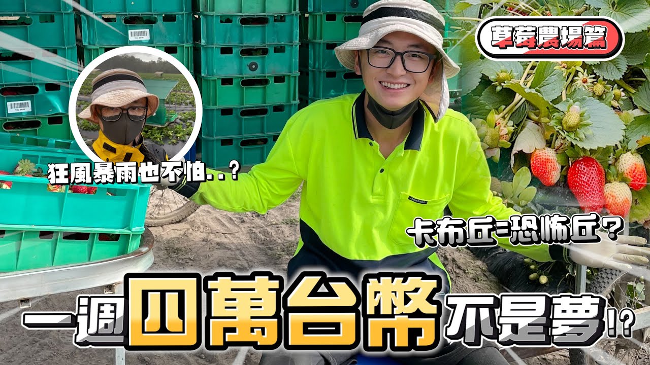 ［2022］澳洲打工度假：卡布丘=恐怖丘？|一週有四萬台幣衝不衝？|草莓農場特輯分享🍓| Working in Australia 🇦🇺