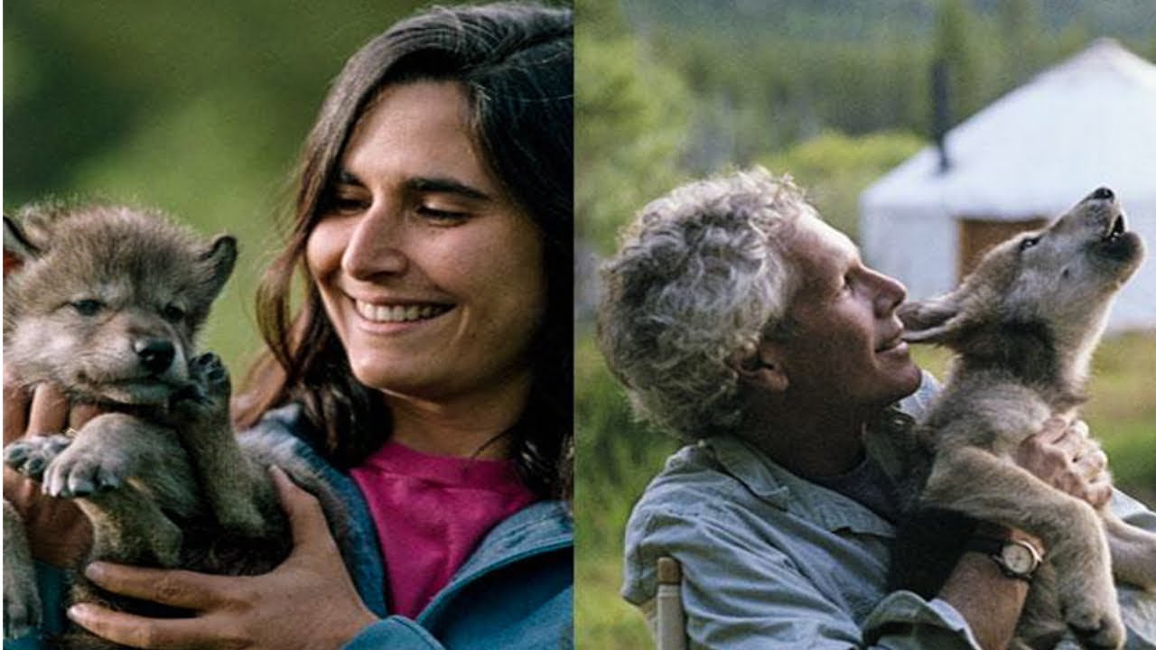 Living with Wolves, 2005 Documentary  #wildlifedocumentary #wolfpack #wildanimals