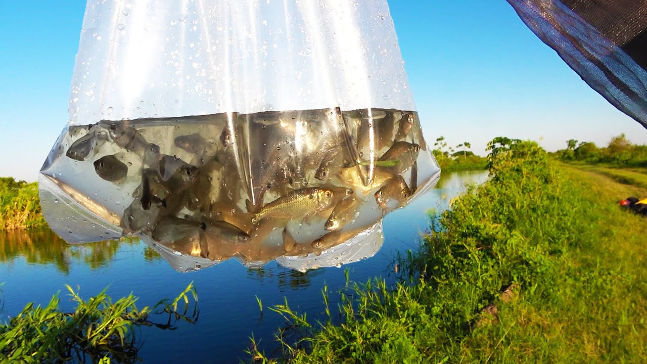 3,000円の魚が一瞬で採れるアマゾンのがさがさ