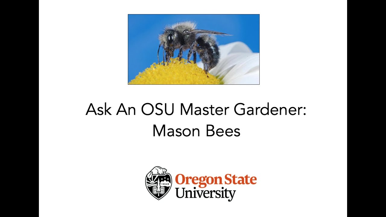 Ask An OSU Master Gardener: Mason Bees