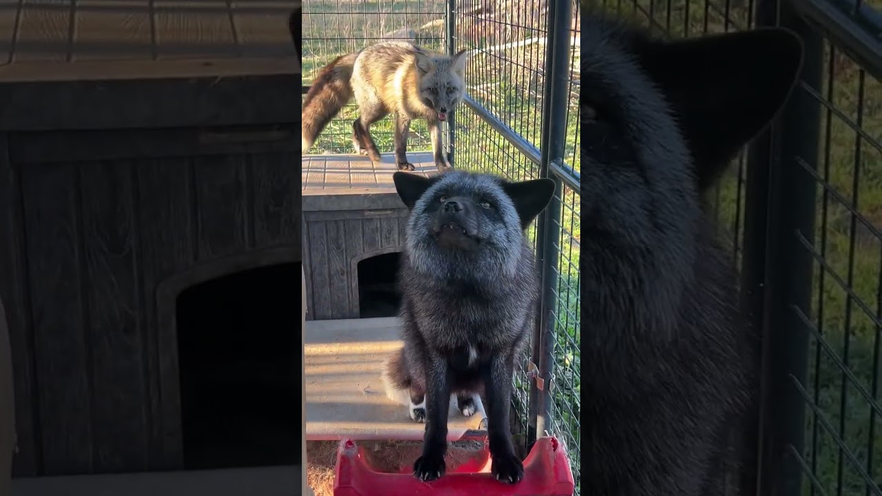 Good morning from the lawn care crew and all the Clevyr foxes!