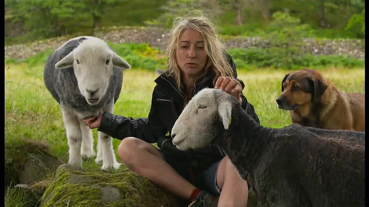 Herdwick sheep - the friendly sheep (UK) - BBC - 15th August 2021