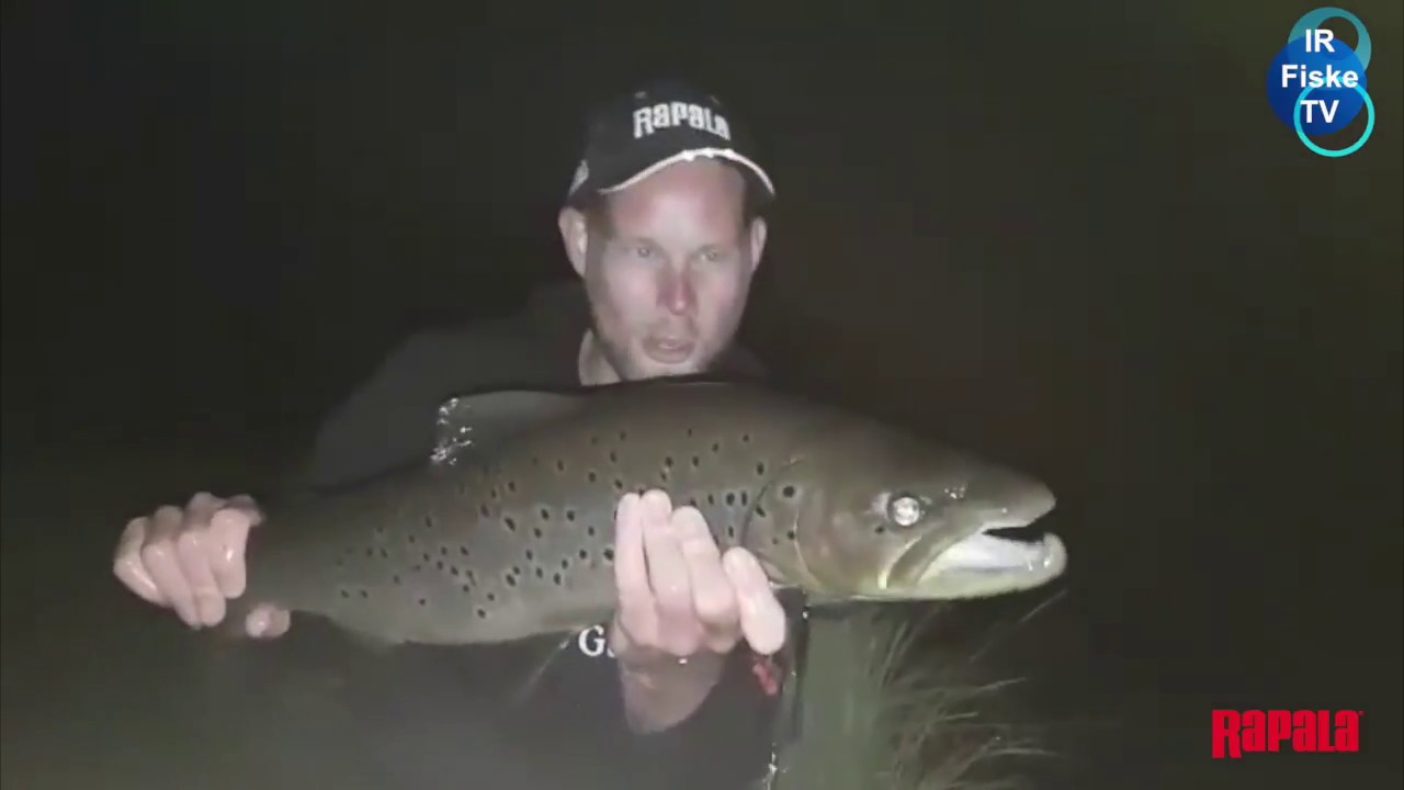 Storørret fiske 2017 Mistra, Renelva og Randselva