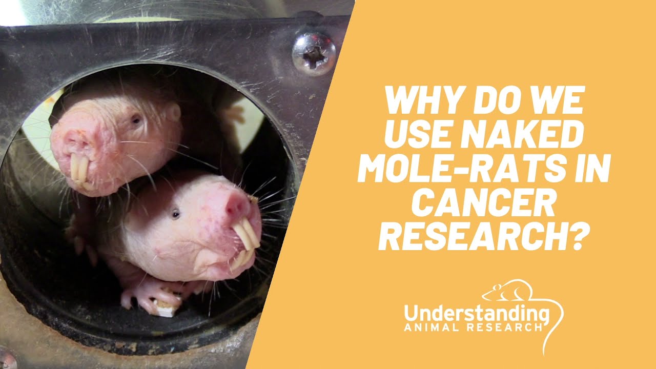 Why do we use naked mole-rats in cancer research?