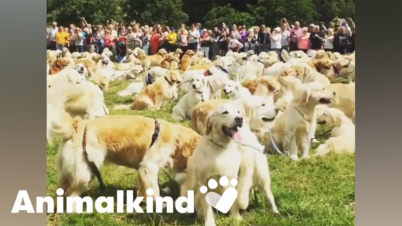 You can never have too many golden retrievers | Animalkind
