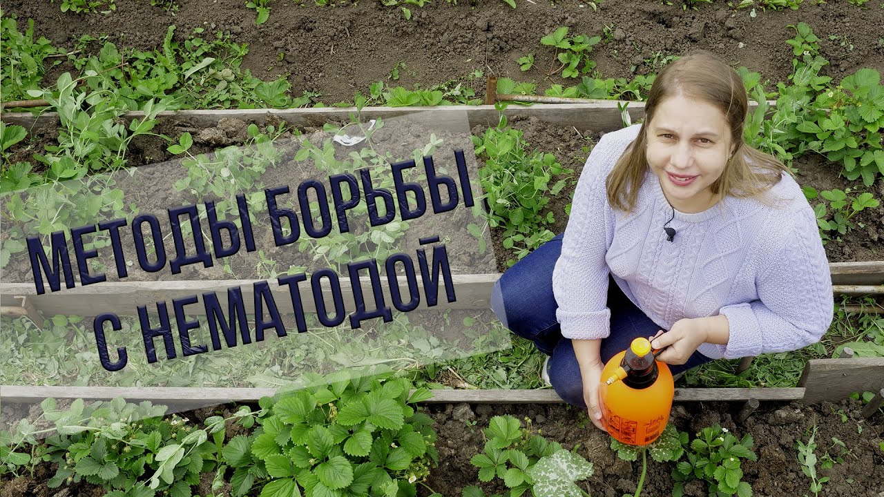 Как бороться с нематодой. САМЫЕ НАДЕЖНЫЕ СПОСОБЫ