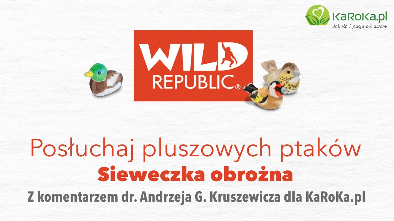 Posłuchaj pluszowych ptaków Wild Republic - Sieweczka obrożna
