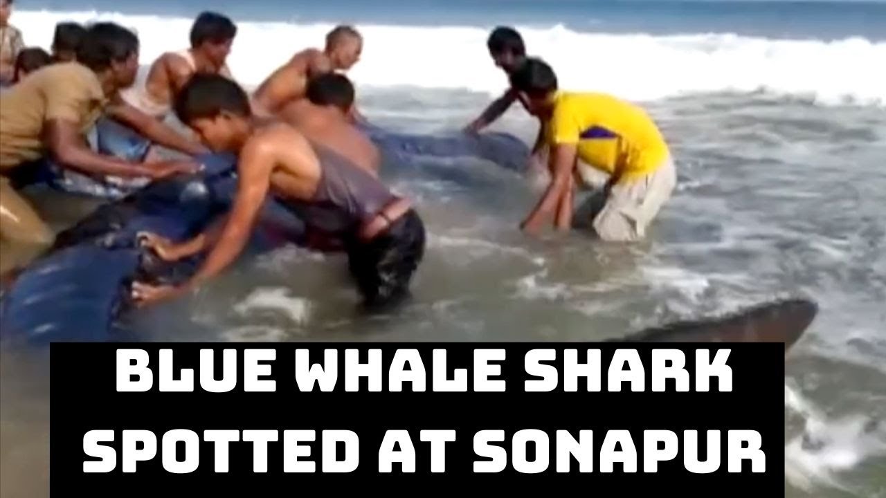 Blue Whale Shark Spotted At Sonapur Coast In Odisha&rsquo;s Ganjam | Catch News