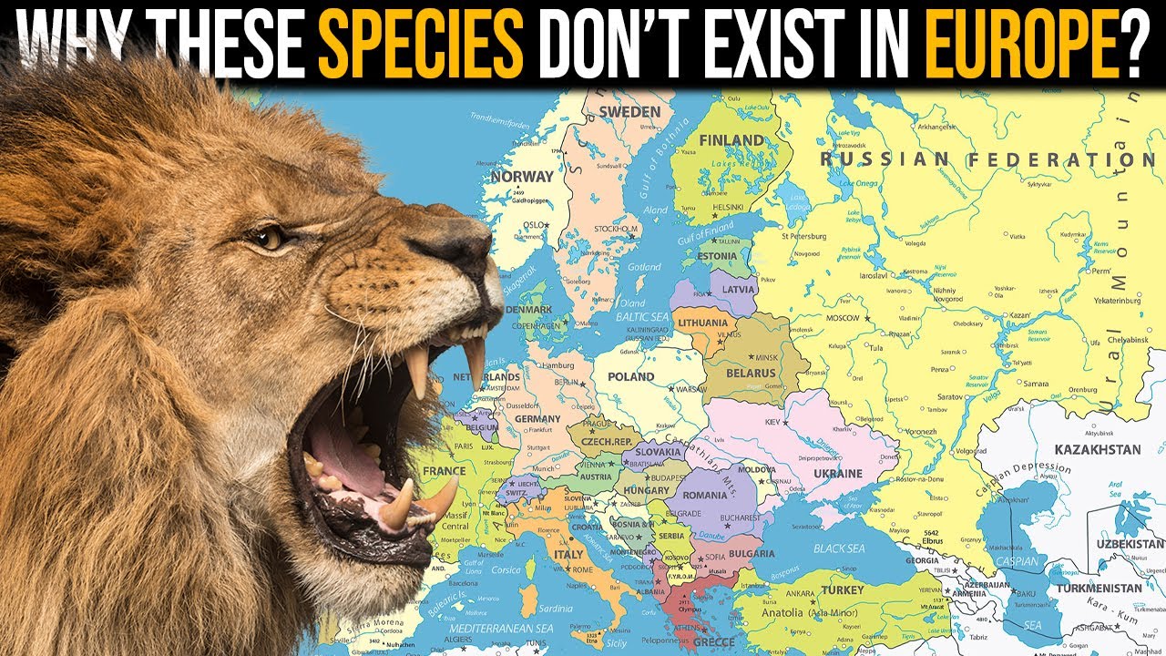 Why Did Europe Lose Its Lions, Elephants and Hyenas?