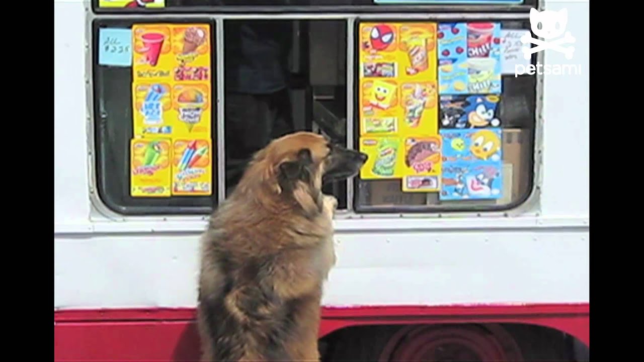 Doggie waits for the ice cream truck