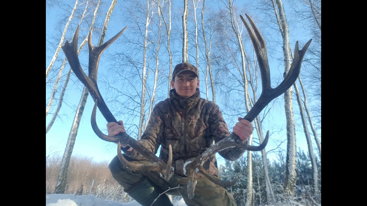 Piękna para zrzutów jelenia czternastaka nieregularnego 5.80kg zrzuty 2021