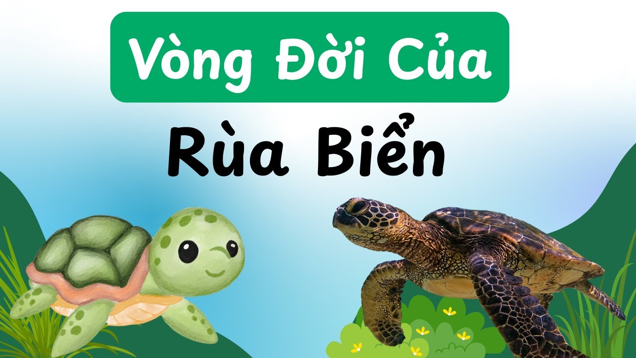 V&ograve;ng Đời Của R&ugrave;a Biển: H&agrave;nh Tr&igrave;nh Diệu Kỳ Từ Trứng Đến Đại Dương.