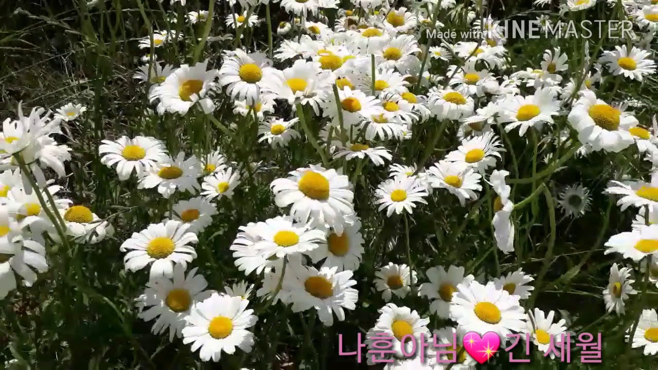 나훈아 긴 세월(1972년)정두수 작사 박춘석 작곡