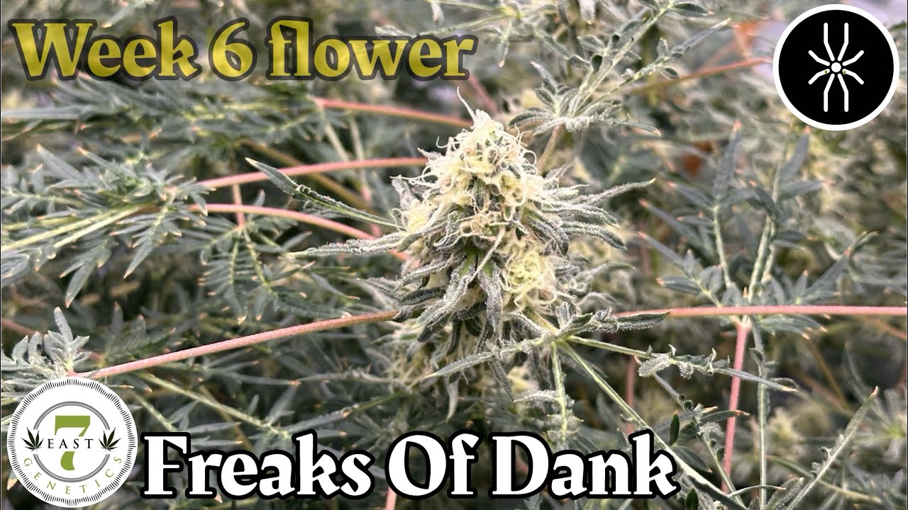7 East Genetics &ldquo;Freaks Of Dank&rdquo; wk 6 flower u fee @grandmasterlevel Master Bloom 6 red