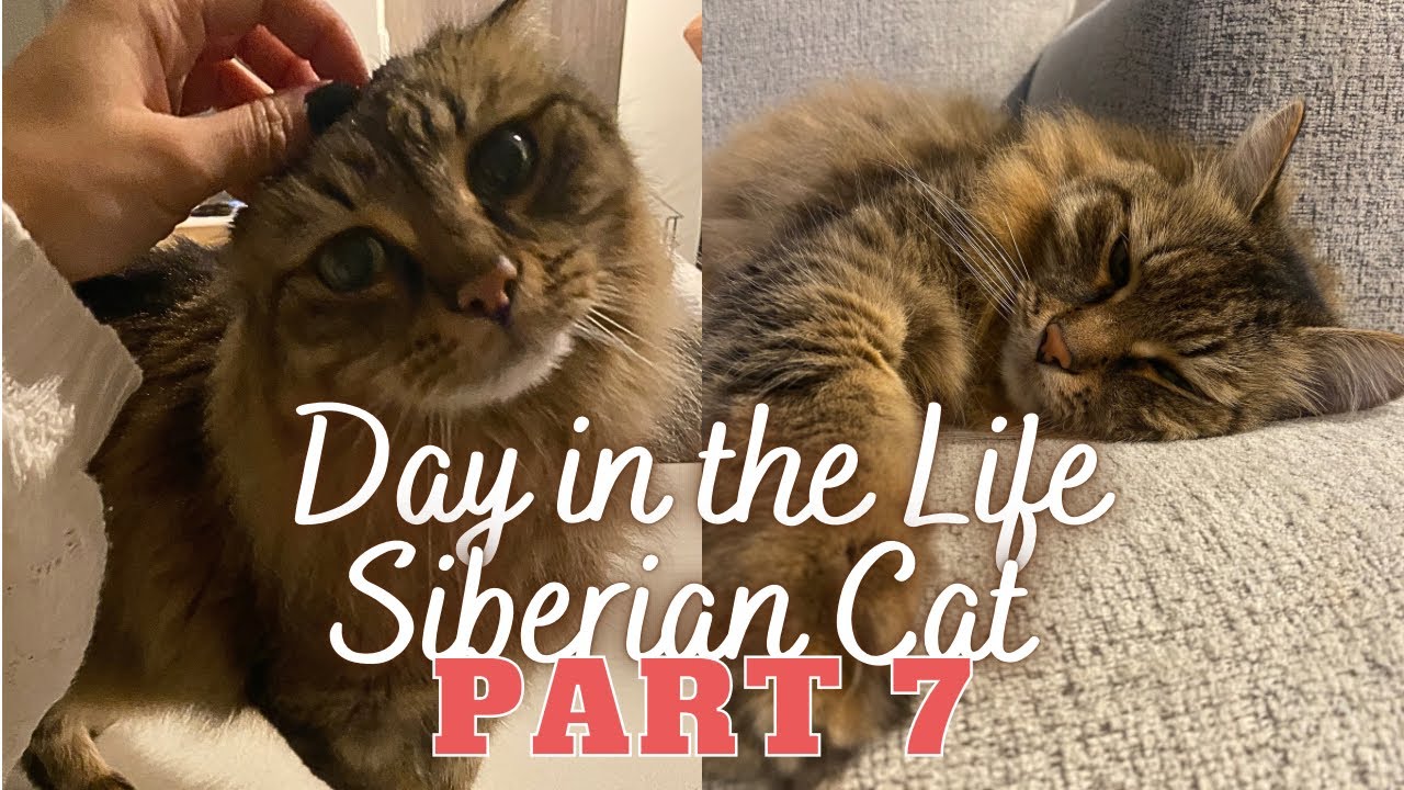 DAY IN THE LIFE OF A SIBERIAN CAT (Part 7) | Moved again and settling into a new home & new routine